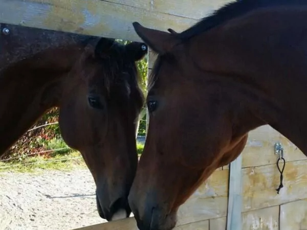 stalspiegel van horsefriend