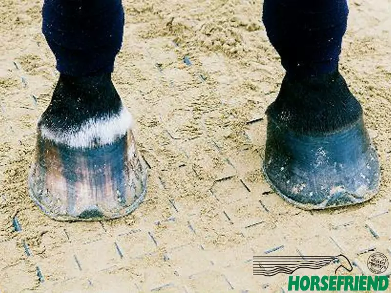 Horse Grid H35