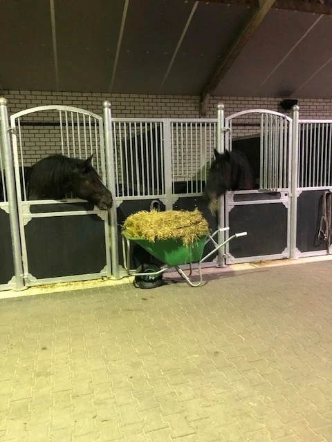 http://Wouwse%20twee%20paarden