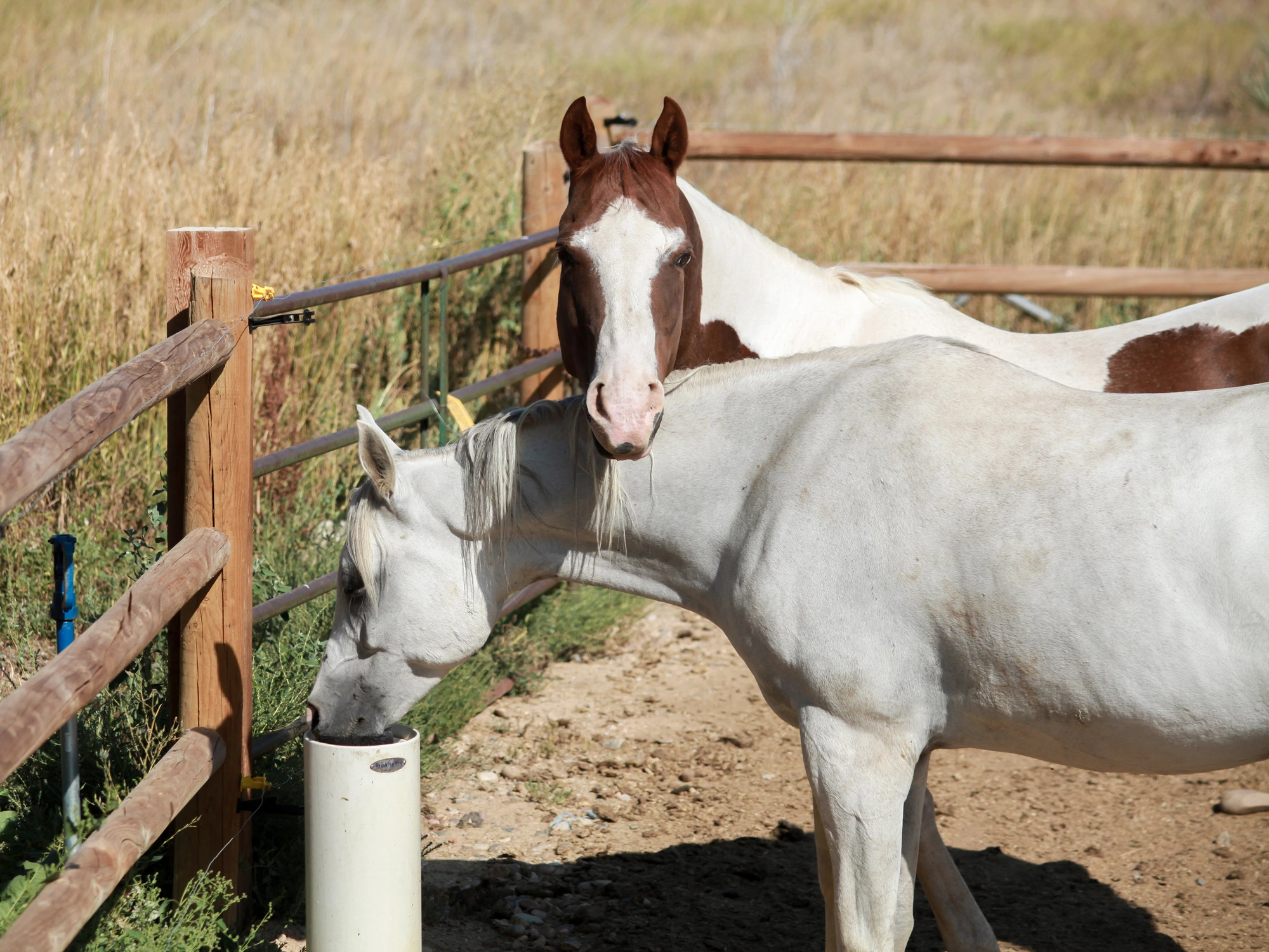 Drinking post waterer
