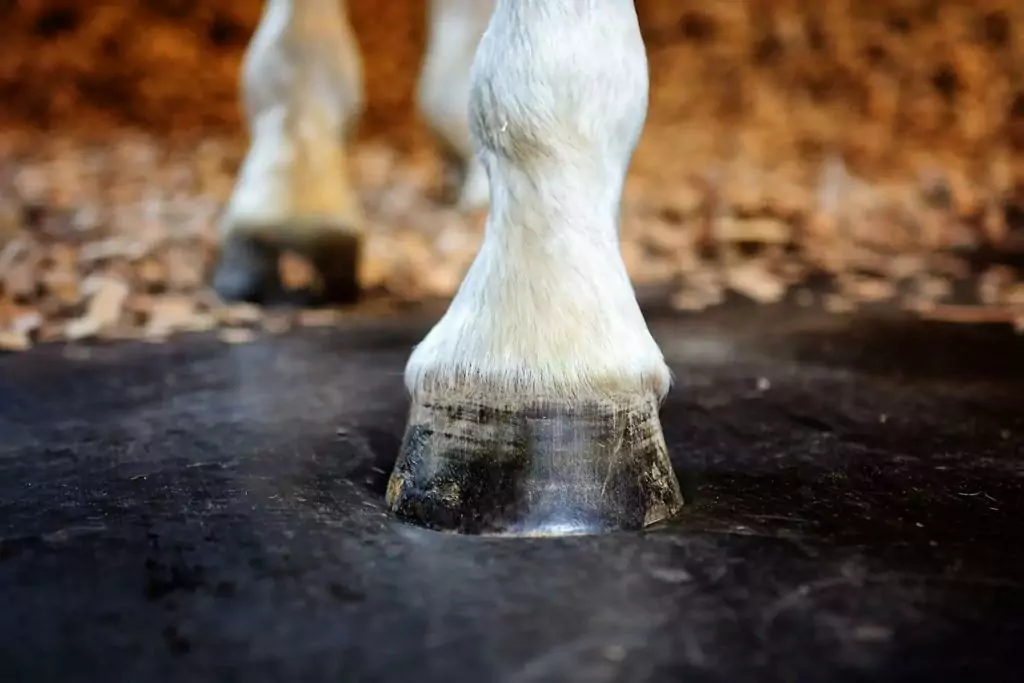 Orthostall paardenvloer